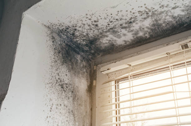 Trusted Mold Inspection service in Maynard, MA - Cheap Mold Removal